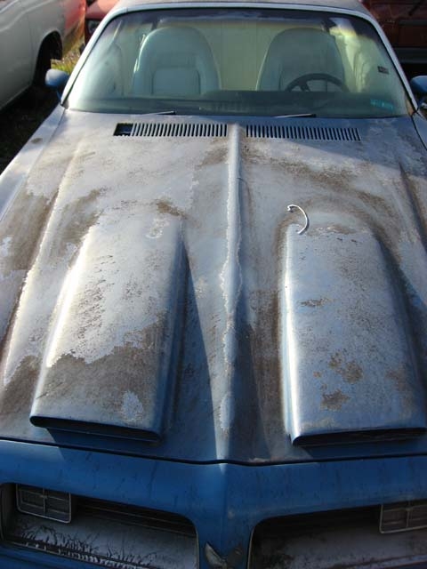 firebird2.jpg